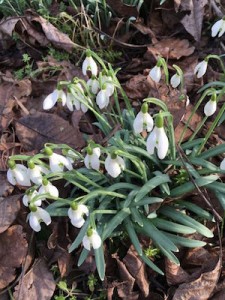 Rencontre avec une colonie de perce-neige !